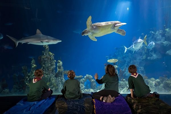 Kids watching sharks and turtle in a big aquarium