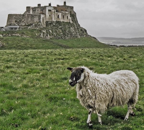 A sheep in Lindafarne island and a castle behind it 