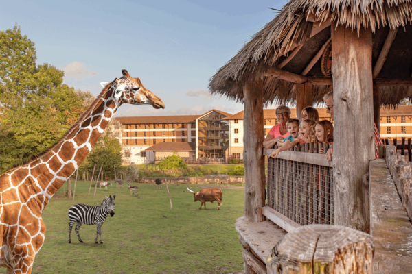 Chessington Zoo giraffe encounter