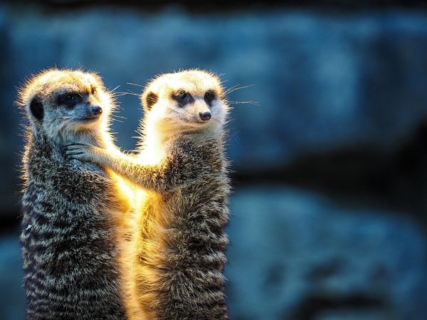 Meerkat holding each othre