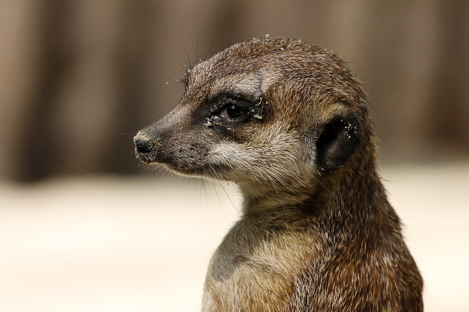 Meet the Meerkats at Wingham Wildlife Park