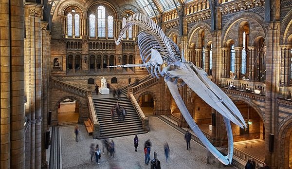 People roaming around Natural History Museum