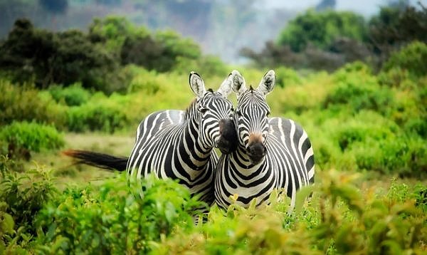 Zebras in Longleat Safari Park