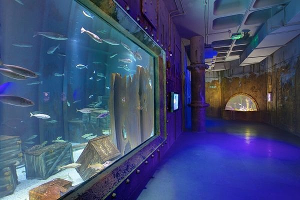 Native Aquatic Life in Bristol Aquarium Sunken Ship