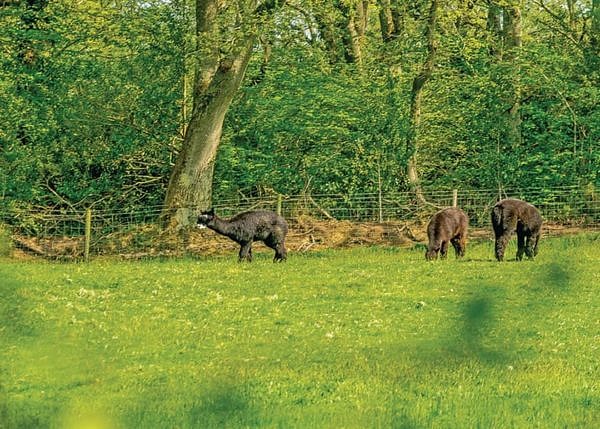 Farmer Palmers Farm Park