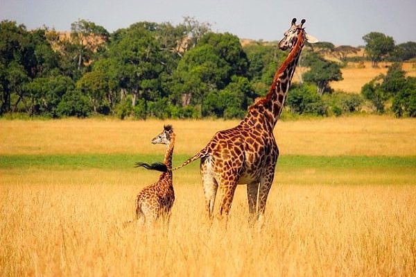 Africa Alive Wildlife
