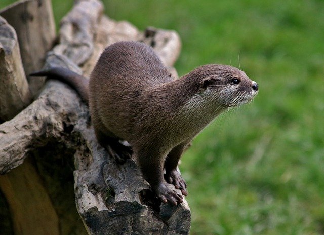 An Otter at Welsh Wildlife Centre