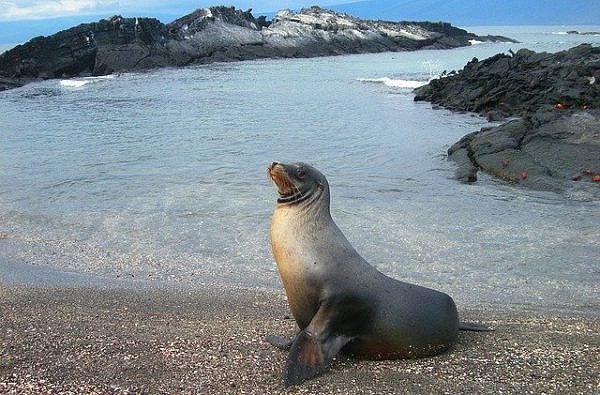 Seal doing a pose at Galapagos Islands