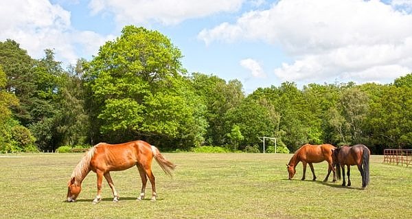 New Forest National Park