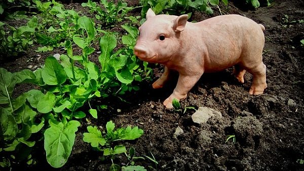 Piglets Adventure Farm Park