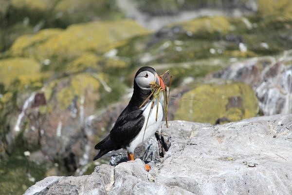 Sea bird in Farne Islands