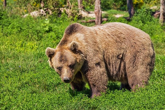 Camperdown Wildlife Centre