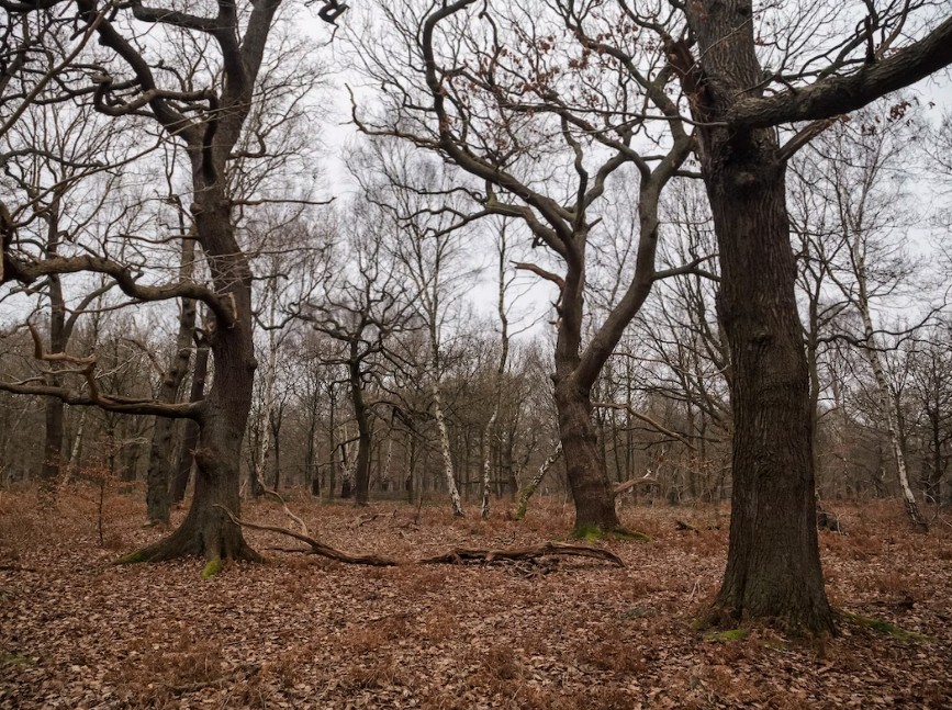 Sherwood forest in the winter