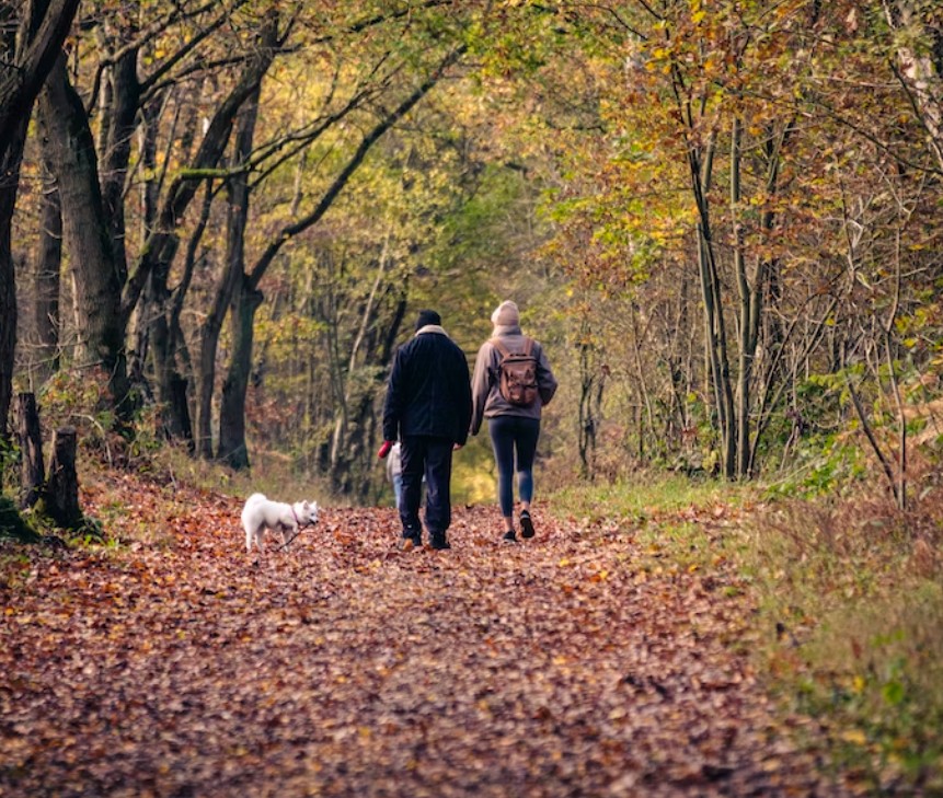 Sherwood in the Autumn