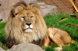 Colchester Zoo