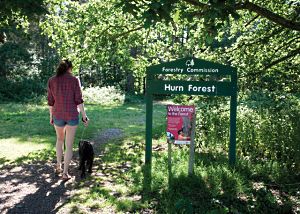 pet friendly lodges with hot tubs